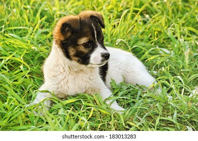 Small Mongrel Puppy In The Green Grass