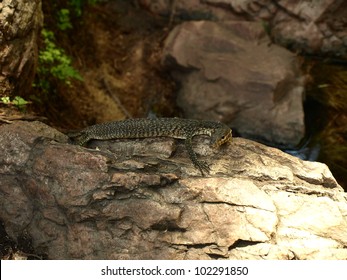 Small Monitor Lizard In Western Australia