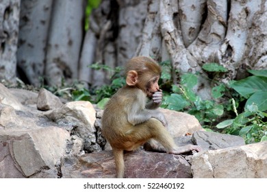 small monkey