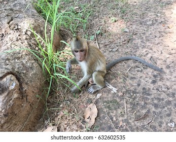 Small monkey