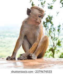 Small monkey closeup on the rock
