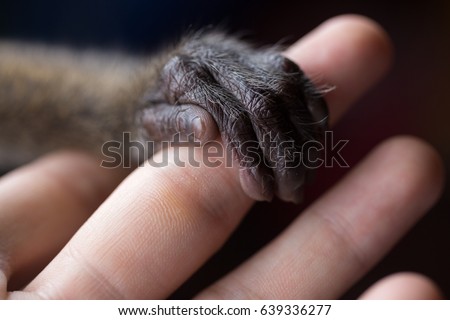 A small monkey hand holding a human finger. Animal welfare and protection