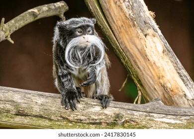 small monkey with a long moustache