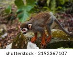 A small monkey with a long tail in the forest, close-up. funny primates in a nature park, animal watching