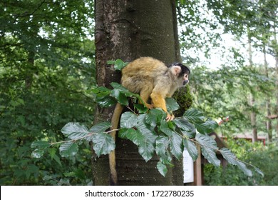 Small monkey with long tail on the tree