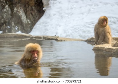 Small Monkey Not Allowed To Enter Hot Spring By Higher Rank Monkey. 