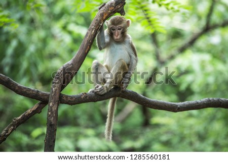 Small monkey on the tree.