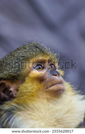 A small monkey is playing on a tree in a national park in the Czech Republic. Close-up