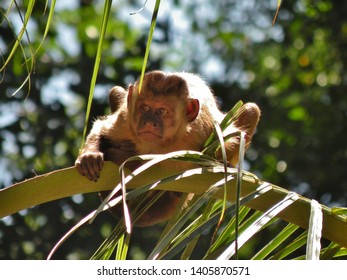 Small Monkey At Rain Forest  Inside Brazilian Rain Forest 