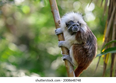Small monkey is ready to jump