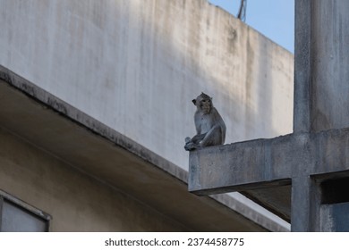 A small monkey sits on a building and looks at its surroundings. It is an image that can be used as a documentary or educational piece.