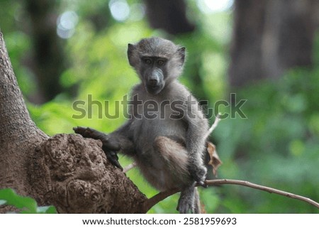 small monkey sitting on branches and looking directly into the lens in Lake Manyara National Park, Tanzania, Africa
