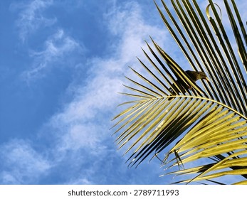 A small monkey is visible peeking through the fronds of a palm tree against a bright blue sky with scattered clouds.