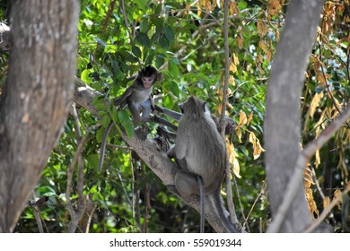 small monkey  and  young monkey on tree