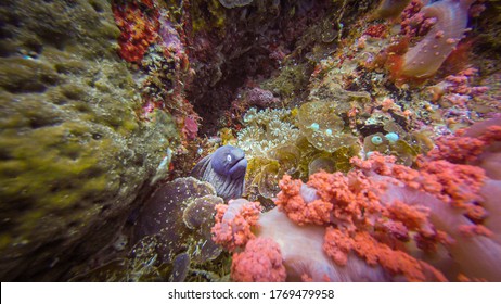 A small moray eel with a blue head at a beautiful tropical coral reef in Gato Island, Malapascua, Philippines. These coral reefs are so healthy and are teeming with life. Coral triangle - Shutterstock ID 1769479958