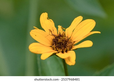 A small mosquito perched on a yellow flower bud isolated in a blurred background - Powered by Shutterstock