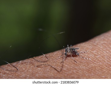 Small Mosquito Sucking Blood On The Skin