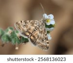 Small moth, Aporodes floralis, feeding on flower