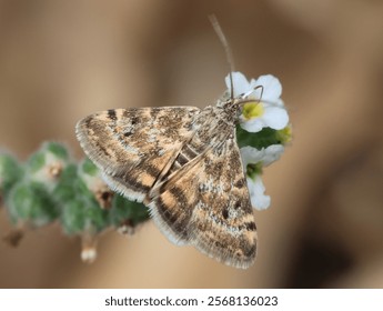 Small moth, Aporodes floralis, feeding on flower