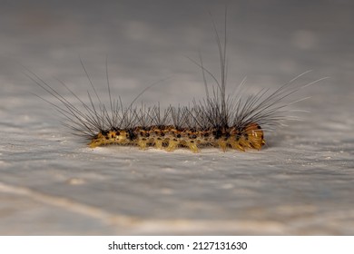 Small Moth Caterpillar Of The Family Erebidae
