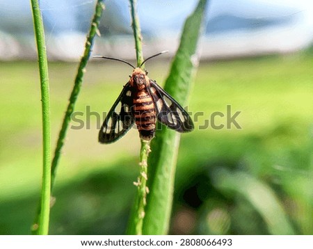 Small moth insect resting on green stem