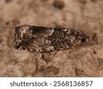 Small moth, Large Beech Piercer (Cydia fagiglandana) on cork tree