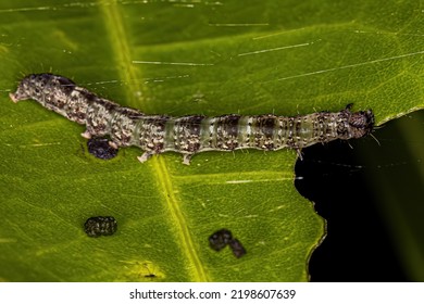 Small Moth Larva Of The Order Lepidoptera