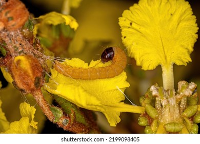 Small Moth Larva Of The Order Lepidoptera