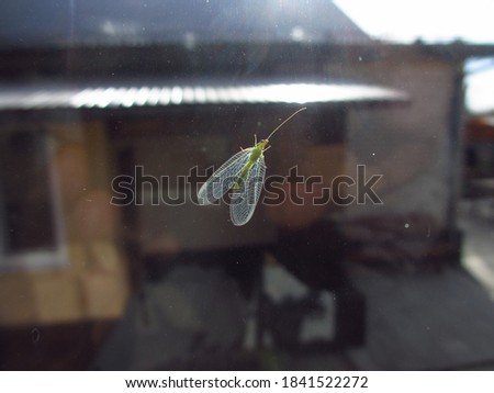 Similar – Image, Stock Photo Moth on pane window night