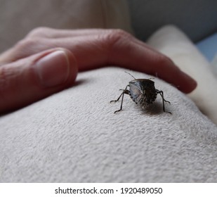 Small Mottled Shield Bug On A Voyage Of Discovery . Human Hand Lies Next To Crawling Beetle . Stink Bug Inside The House On Couch . It's A Feature Bug .