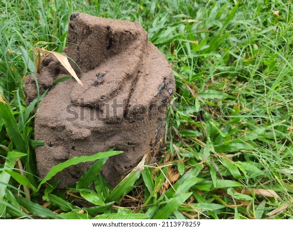 a
small mound of earth thrown up by a termite
burrowing.