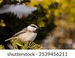 A small Mountain Chickadee sits perched atop a tall pine tree