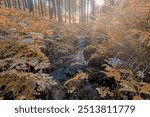 small mountain creek in a forest, spring natural scene with light leak and sun rays flare in abstract colors. Czech Republic, Vysocina highland wilderness