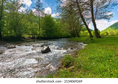 small mountain river flows through the valley. beautiful nature landscape in morning light. trees on the grassy shore. pasture meadow in the distance. warm sunny weather in spring