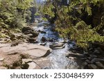 Small mountain river leaking in canyon-like valley with steep rocky banks overgrown with spruces, hanging fir branch on a foreground, top view  in autumn sunny morning backlit  
