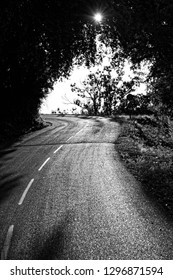 Small Mountain Road In Corsica Chestnut Forest