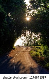 Small Mountain Road In Corsica Chestnut Forest