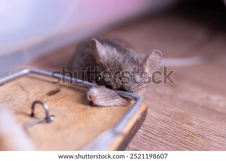 A small mouse is currently lying trapped in a mousetrap positioned on a wooden floor, unable to escape its predicament