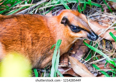 A Small Mouse Deer Tragulidae While Resting On Soil With Grass. A Colorful Wildlife Photo Of An Animal In The Wild