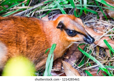 A Small Mouse Deer Tragulidae While Resting On Soil With Grass. A Colorful Wildlife Photo Of An Animal In The Wild