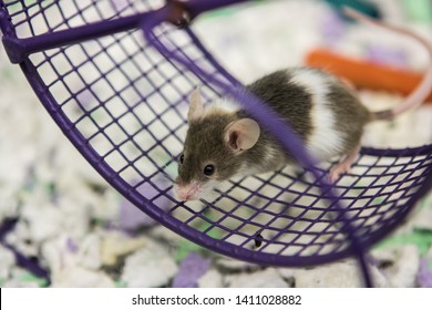 Small Mouse In A Pet Store On A Wheel In His Cage