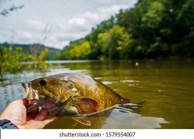 Small Mouth Bass In Stream Broken Bow Oklahoma. 