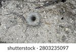 A small mud chimney or hole created by a crab or insect on wet sandy ground texture.
