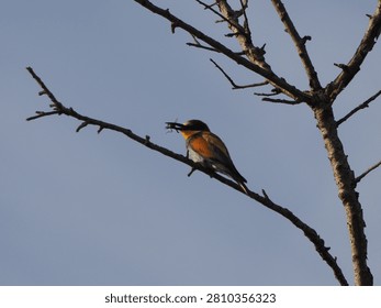 Small multicolored bee-eater on a tree having breakfast, Ivars and Vilasana wetland, Lleida, Spain, Europe