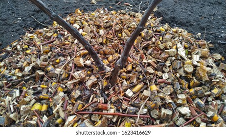 Small Multi-colored Elements Of A Sliver Of Tree Branches Chopped In A Wood Crusher