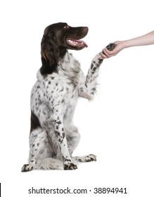 Small Munsterlander Dog Shaking Hands With Person, 2 Years Old, Sitting In Front Of White Background