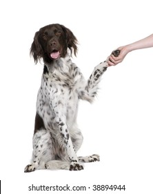 Small Munsterlander Dog Shaking Hands With Person, 2 Years Old, Sitting In Front Of White Background