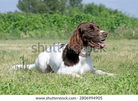 Small Munsterlander training for competition of obedience