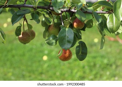 Small Muscatel Pear Hanging On A Branch Of A Tree.