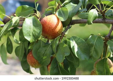 Small Muscatel Pear Hanging On A Branch Of A Tree.